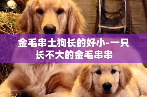 金毛串土狗長的好小-一只長不大的金毛串串