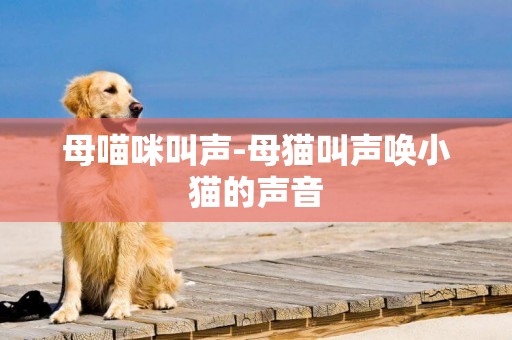 母喵咪叫聲-母貓叫聲喚小貓的聲音