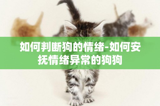 如何判斷狗的情緒-如何安撫情緒異常的狗狗