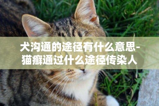 犬溝通的途徑有什么意思-貓癬通過什么途徑傳染人