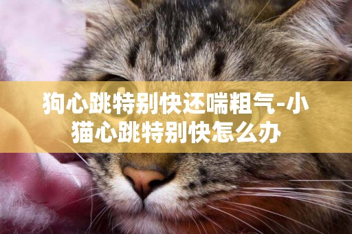 狗心跳特別快還喘粗氣-小貓心跳特別快怎么辦
