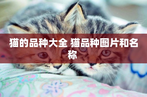 貓的品種大全 貓品種圖片和名稱 