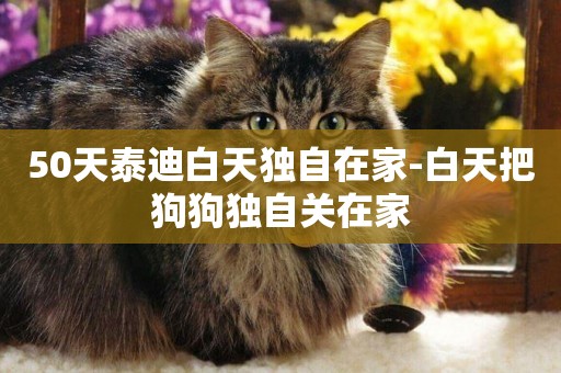 50天泰迪白天獨自在家-白天把狗狗獨自關在家