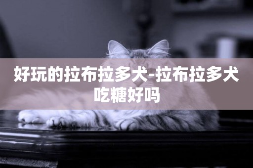 好玩的拉布拉多犬-拉布拉多犬吃糖好嗎