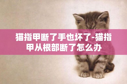 貓指甲斷了手也壞了-貓指甲從根部斷了怎么辦