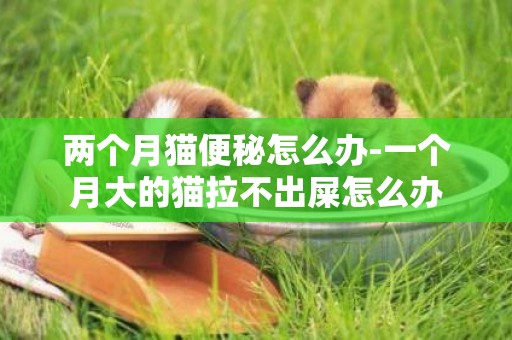 兩個月貓便秘怎么辦-一個月大的貓拉不出屎怎么辦