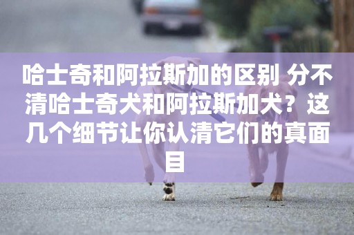 哈士奇和阿拉斯加的區別 分不清哈士奇犬和阿拉斯加犬？這幾個細節讓你認清它們的真面目 