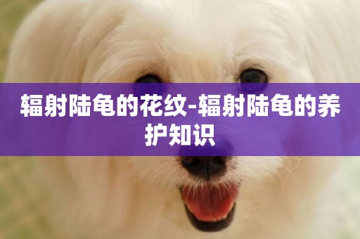 輻射陸龜的花紋-輻射陸龜的養護知識