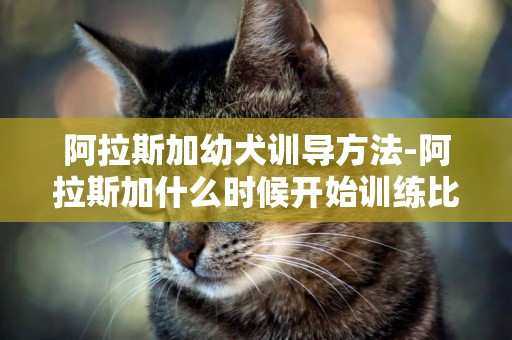 阿拉斯加幼犬訓導方法-阿拉斯加什么時候開始訓練比較好
