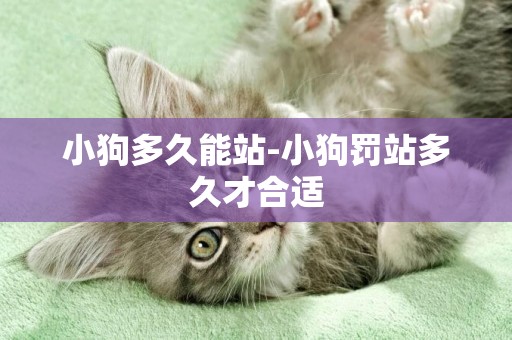 小狗多久能站-小狗罰站多久才合適