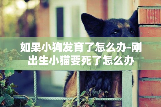 如果小狗發育了怎么辦-剛出生小貓要死了怎么辦