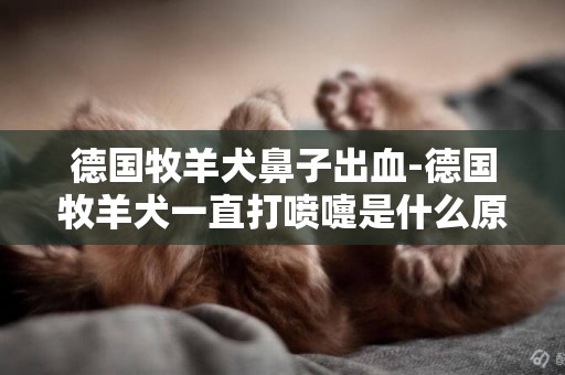 德國牧羊犬鼻子出血-德國牧羊犬一直打噴嚏是什么原因