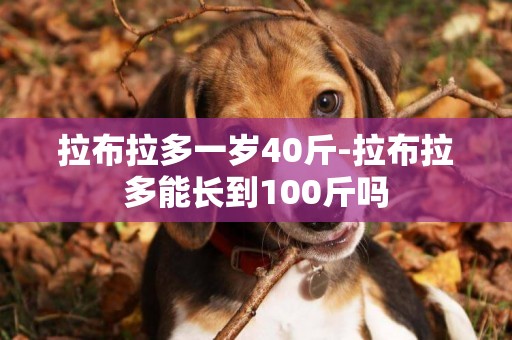 拉布拉多一歲40斤-拉布拉多能長到100斤嗎