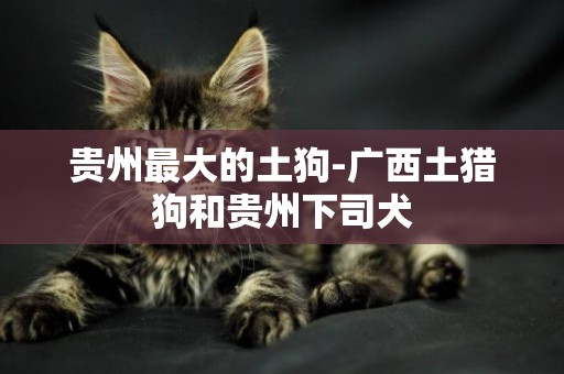 貴州最大的土狗-廣西土獵狗和貴州下司犬
