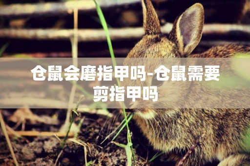 倉鼠會磨指甲嗎-倉鼠需要剪指甲嗎