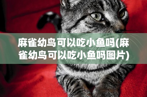 麻雀幼鳥可以吃小魚嗎(麻雀幼鳥可以吃小魚嗎圖片)