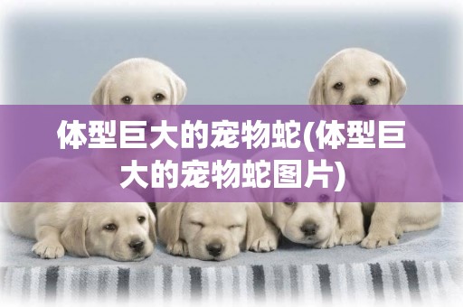 體型巨大的寵物蛇(體型巨大的寵物蛇圖片)