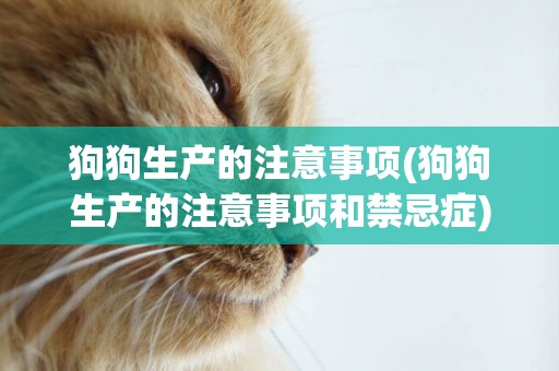 狗狗生產的注意事項(狗狗生產的注意事項和禁忌癥)