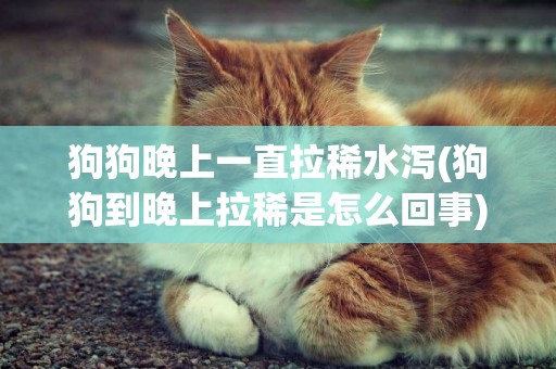 狗狗晚上一直拉稀水瀉(狗狗到晚上拉稀是怎么回事)