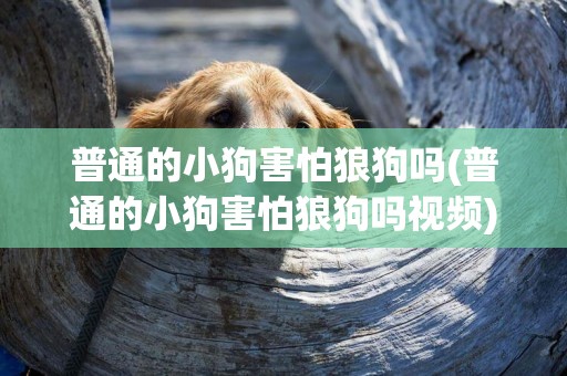 普通的小狗害怕狼狗嗎(普通的小狗害怕狼狗嗎視頻)