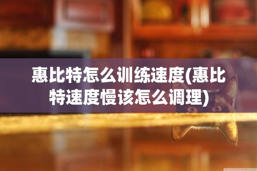 惠比特怎么訓練速度(惠比特速度慢該怎么調理)
