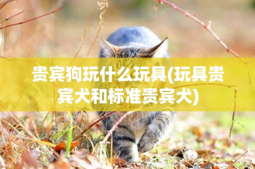 貴賓狗玩什么玩具(玩具貴賓犬和標準貴賓犬)