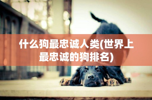 什么狗最忠誠人類(世界上最忠誠的狗排名)