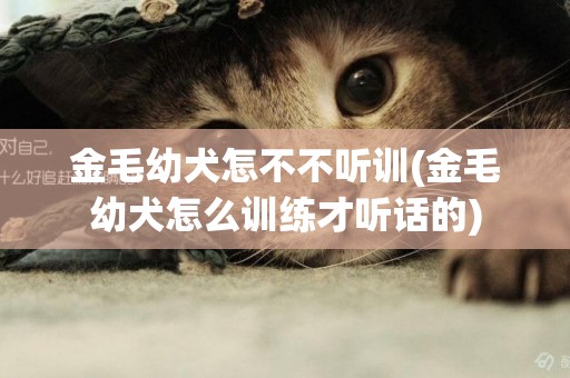金毛幼犬怎不不聽訓(金毛幼犬怎么訓練才聽話的)