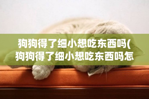 狗狗得了細小想吃東西嗎(狗狗得了細小想吃東西嗎怎么辦)