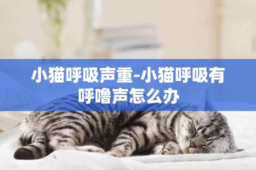 小貓呼吸聲重-小貓呼吸有呼嚕聲怎么辦