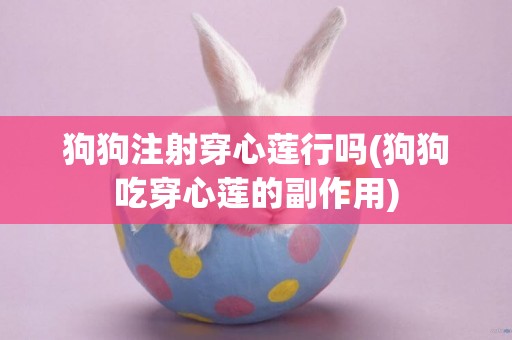 狗狗注射穿心蓮行嗎(狗狗吃穿心蓮的副作用)