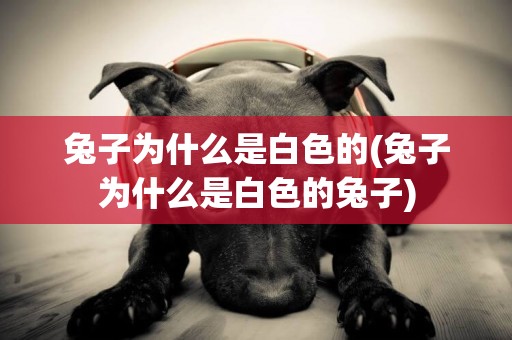 兔子為什么是白色的(兔子為什么是白色的兔子)