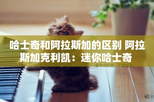 哈士奇和阿拉斯加的區別 阿拉斯加克利凱：迷你哈士奇 