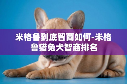 米格魯到底智商如何-米格魯獵兔犬智商排名