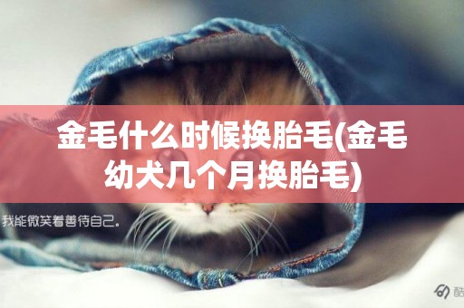 金毛什么時候換胎毛(金毛幼犬幾個月換胎毛)
