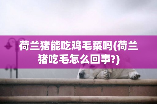 荷蘭豬能吃雞毛菜嗎(荷蘭豬吃毛怎么回事?)