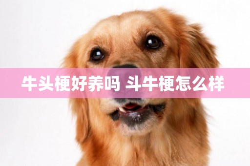 牛頭梗好養嗎 斗牛梗怎么樣 