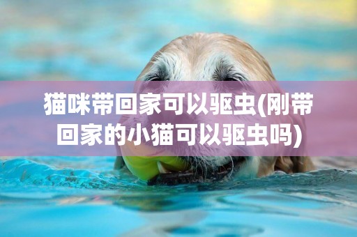 貓咪帶回家可以驅蟲(剛帶回家的小貓可以驅蟲嗎)