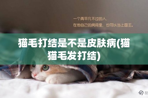 貓毛打結是不是皮膚病(貓貓毛發打結)