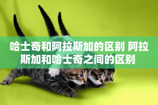 哈士奇和阿拉斯加的區別 阿拉斯加和哈士奇之間的區別 