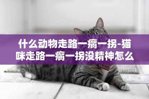 什么動物走路一瘸一拐-貓咪走路一瘸一拐沒精神怎么回事