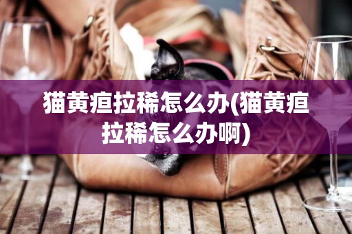 貓黃疸拉稀怎么辦(貓黃疸拉稀怎么辦啊)