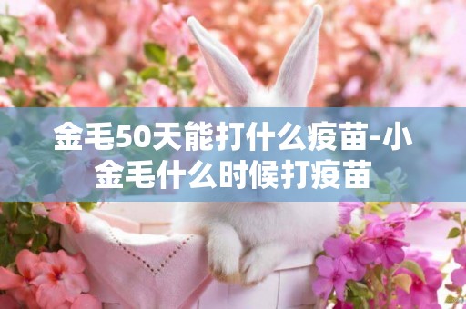 金毛50天能打什么疫苗-小金毛什么時候打疫苗