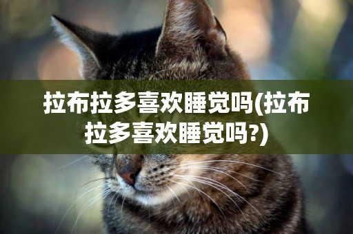 拉布拉多喜歡睡覺嗎(拉布拉多喜歡睡覺嗎?)