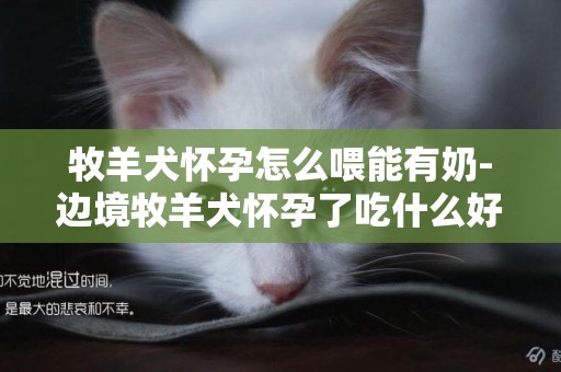 牧羊犬懷孕怎么喂能有奶-邊境牧羊犬懷孕了吃什么好