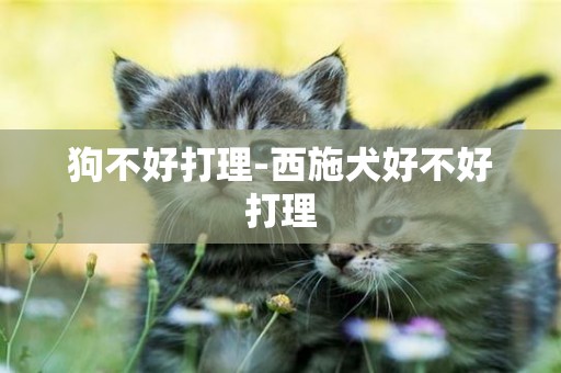 狗不好打理-西施犬好不好打理