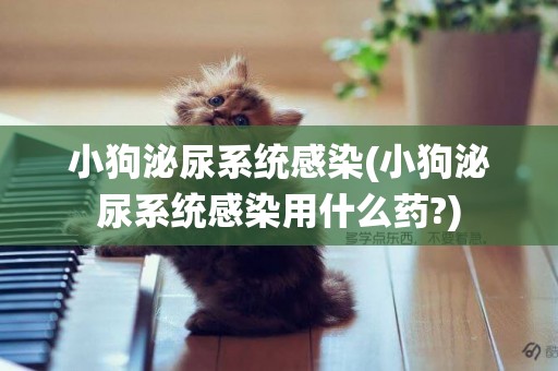 小狗泌尿系統感染(小狗泌尿系統感染用什么藥?)
