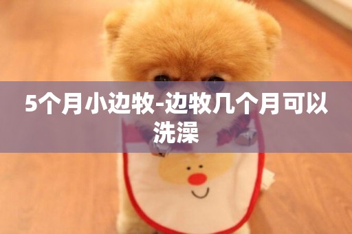 5個月小邊牧-邊牧幾個月可以洗澡