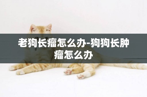 老狗長瘤怎么辦-狗狗長腫瘤怎么辦