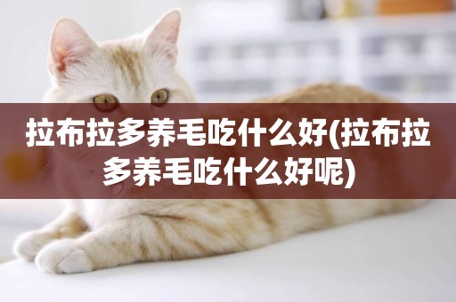 拉布拉多養毛吃什么好(拉布拉多養毛吃什么好呢)